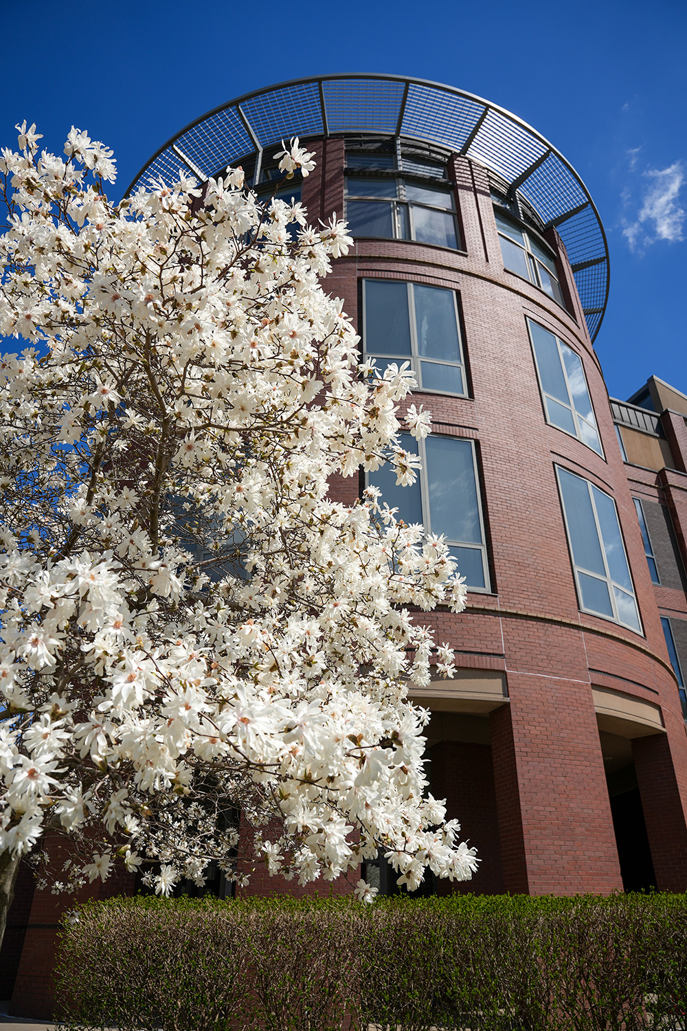 Flowers bloom on a tree located outside of the Shaffer Art Building on the Syracuse University campus against a backdrop of blue sky and some clouds.